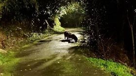  真的遇到「3隻小豬」！他雨中求助…網曝恐怖下場：快逃啊（圖／翻攝自PTT）