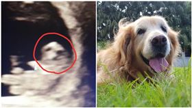 妻超音波照「浮出狗臉」！人夫一看秒飆淚：是牠回來了（圖／翻攝自黃金黃金獵犬大聯盟）