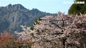 阿里山花季（公路總局）