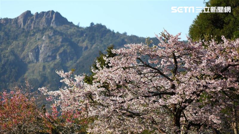 阿里山花季3月登場　4條客運可以到