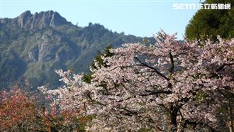 阿里山花季3月登場　4條客運可以到