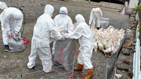 屏東萬丹某肉鴨場染禽流感  縣府派員撲殺屏東縣動物防疫所日前採樣屏東萬丹一處肉鴨場的檢體送驗，結果確認感染新型H5N2亞型（b分支）禽流感病毒，18日縣府接獲農委會動植物防疫檢疫局告知，隨即派員到場展開撲殺作業。（屏東縣政府提供）中央社記者李卉婷傳真  111年2月18日