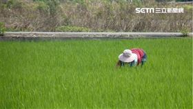 ▲節氣「雨水」跟農耕有什麼關聯呢？（示意圖／三立新聞網）