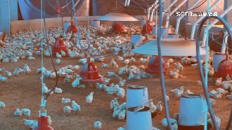 寒流來襲！雞農開瓦斯燈替小雞保暖