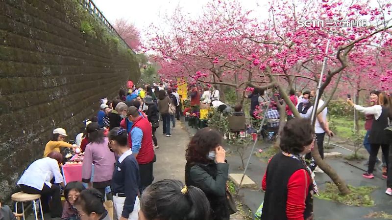 半天岩八重櫻盛開　民眾邊品茶邊賞花