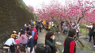 半天岩八重櫻盛開　民眾邊品茶邊賞花