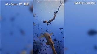 馬爾地夫鯊魚群現身　與她一同游泳
