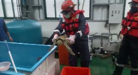 綠蠵龜不敵風浪擱淺  澎湖岸巡救援
