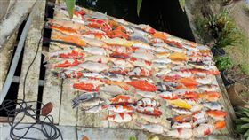 親友到他家為拍美照「一致命動作」 112條錦鯉隔天全暴斃。泰國網