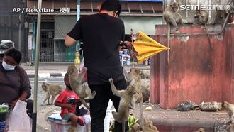 猴子四竄泰國街頭　霸道爬上身搶食