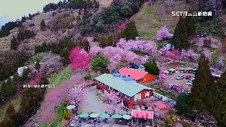 賞櫻也分流！桃園復興山區賞櫻地圖曝