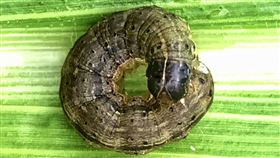 秋行軍蟲,金山,玉米田,新北市農業局