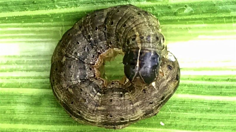 「那條蟲」又來鬧　沙鹿被點名熱區