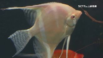 市場夯！國內「觀賞魚」市場成長3成