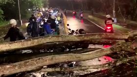 暨南大學發生路樹倒塌意外，導致機車專用道嚴重堵塞。（圖／翻攝自記者爆料網）