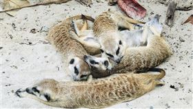 狐獴相擁取暖。（圖／高市觀光局提供）