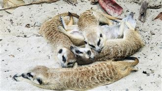 紅毛猩猩示範穿搭　狐獴抱緊取暖賣萌