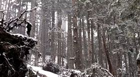 最強寒流，雪山圈谷，積雪90公分，5年來最深紀錄，攀登雪山主峰登頂，黑森林下雪 (圖／翻攝畫面)