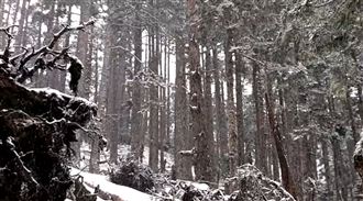 下雪了！雪山積雪90公分絕美畫面曝