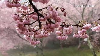 千櫻怒放！武陵預告花季228落幕