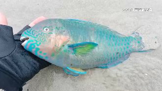 綠蠵龜凍昏、魚凍斃　海巡人員忙搶救