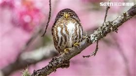 武陵農場，櫻花林，鵂鶹，獼猴 (圖／武陵農場提供)