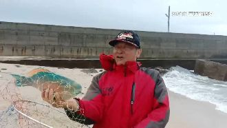 高價魚凍暈　澎湖民眾現撈抓「寶」