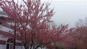 ▲南橫最美「向陽派出所」櫻花綻放宛如仙境（圖／記者王浩原攝）