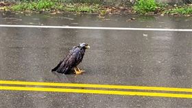 大冠鷲,墜地,救援,（圖／翻攝畫面）