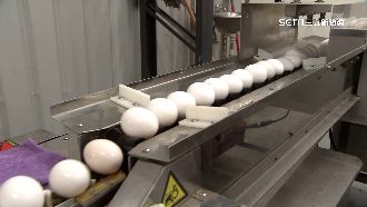 澳洲蛋空運抵台　逾十萬顆全給加工廠