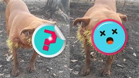 索爾慘遭豪豬攻擊。（圖／翻攝自Adriano Bertoline臉書）