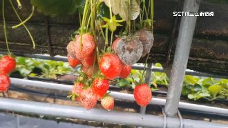 連日大雨毀草莓園！莓農臉上一片慘綠