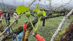 高接梨寒損1200-1