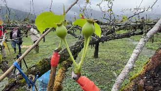20年來最慘！壽豐高接梨僅1成開花