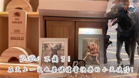 搜救犬,DiDi,高雄氣爆,台南維冠