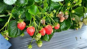 苗栗大湖草莓,近6年來最慘！228連假沒草莓了　連5日大雨腐爛逾5成,（圖／大湖地區農會提供）