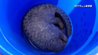 好心搬走路中石　一摸發現竟是穿山甲