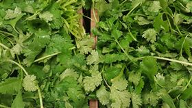 香菜(圖／翻攝自Pixabay)