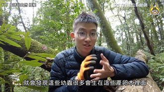 冬天朽木劈開　特有種鍬形蟲幼蟲藏身