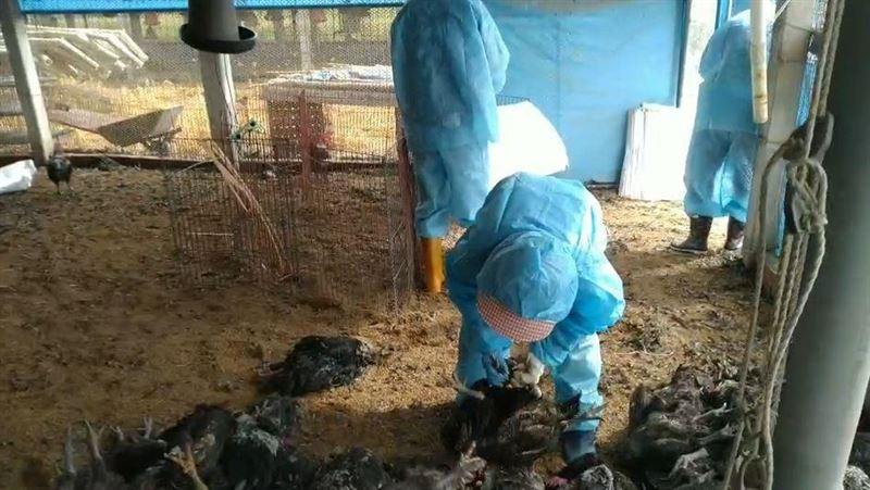 彰化、雲林爆禽流感　撲殺上萬隻土雞