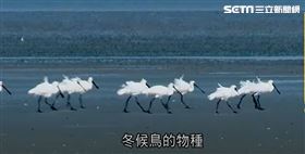 候鳥變留鳥！永安濕地成生態天堂