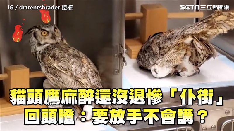 麻醉沒退遭放手慘摔　貓頭鷹回瞪醫生
