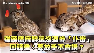 麻醉沒退遭放手慘摔　貓頭鷹回瞪醫生