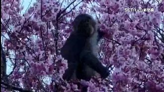 武陵農場賞櫻露營　營帳遭猴群搶劫