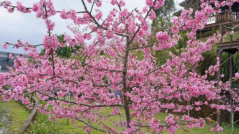 「隙頂觀景平台」　連假浪漫賞櫻景點