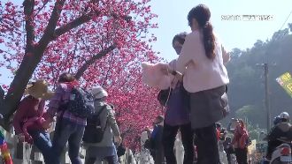 衝一波！把握連假　賞櫻熱點湧人潮