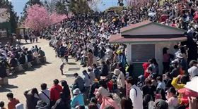 228連假，清境農場遊客人潮爆滿，青青草原。(圖／翻攝畫面)