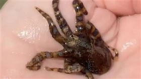 ▲網友在海邊撈起一隻含有劇毒的籃圈章魚。（圖／翻攝自TikTok）