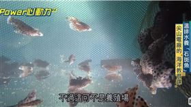 溫排水養「石斑魚」　尖山電廠的「海洋教育課」