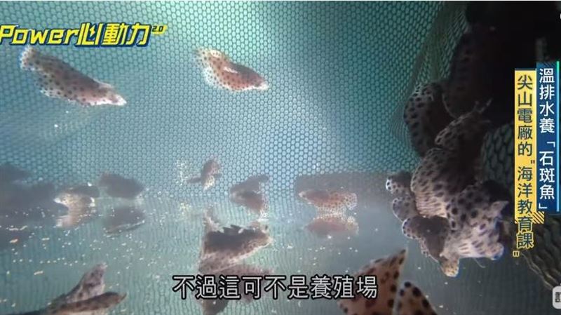 溫排水養石斑魚　尖山電廠的海洋教育